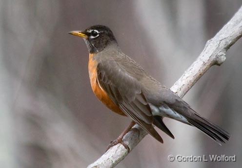 American Robin_55675.jpg - American Robin (Turdus migratorius) photographed in the Audubon Bird Sanctuary on Dauphin Island, Alabama, USA.